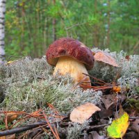 Боровик :: Евгений Корьевщиков