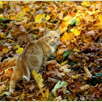 Осенний кот :: Владимир Попов