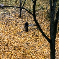 Осенняя грусть :: Александр Ковальчук