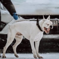 Ааааа :: Ольга Гончарова