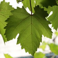 скоро долма :: Вадим Кулаев