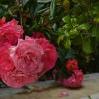 ... :: Елена Добрейкина