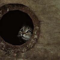 Свой мир :: TURAKHMET 