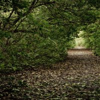 в даль уводящая :: Елена Пыхтеева