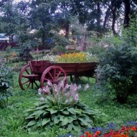 Люберецкая телега. :: Ольга Кривых