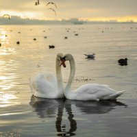 Они не люди, но какая стать, Какая нежность, преданность друг другу :: надежда корсукова