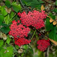 ... :: Сергей Рубан