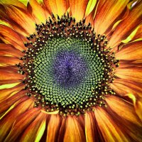 подсолнух :: Сергей Савич