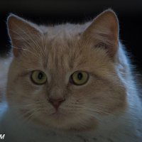 Любимчик :: Александр 