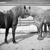 Кони, кони - вы сказка и песня! К вам любви объяснить не смогу... :: Елена збродова 
