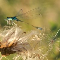 Вечерняя трапеза :: Павел Останин