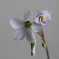 Цветочек :: Damir (@) KHABIBULLIN Цветочек :: Damir (@) KHABIBULLIN