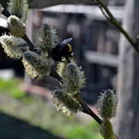 bumblebee :: Ramina Mamedova