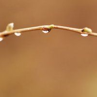 Мелодия весны :: Елена Учаева