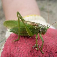 кузнечик :: Alex 