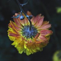 А'ля Эшер :: Ксения Персиянова