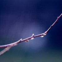 Весенний вздох :: Berik 