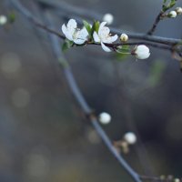 Пробуждение :: Ксения Агеенкова Пробуждение :: Ксения Агеенкова