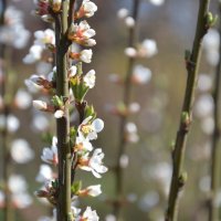 Весна :: Julia Sh