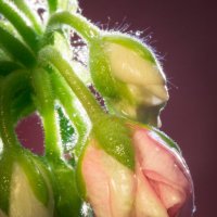 Pelargonium :: Евгений Pelargonium :: Евгений