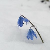 "подснежник" :: Anka Pulemetchizza