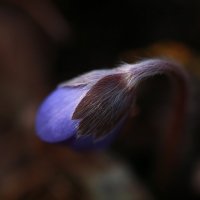 Пробуждение :: Ирина **** Пробуждение :: Ирина ****