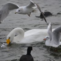 Птицы лебеди :: Елена 