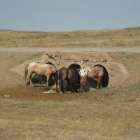 Июль, жара... :: Татьяна 