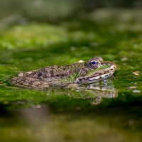 3d-жабка :: snik ... 3d-жабка :: snik ...