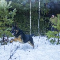 На охоте. :: Владимир Мальцев