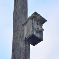 Скворечник :: Константин Ясинский Скворечник :: Константин Ясинский