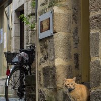 Француз :: Елена Мищенко