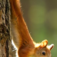 Солнечная! :: Сергей Черных