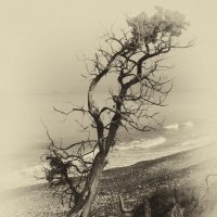 Сила жизни :: Dmirty Ts