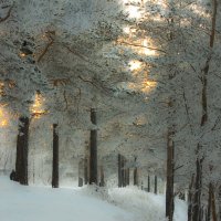 Морозный январь 2016 :: sveta Морозный январь 2016 :: sveta
