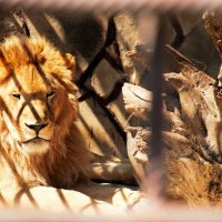 Царь зверей в неволе :: Валерия 