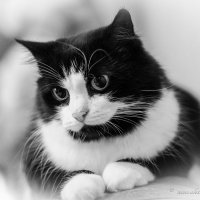 ... :: Aleksandr Papkov ... :: Aleksandr Papkov