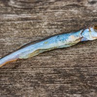 Сушеная рыбка :: Vsevolod Boicenka