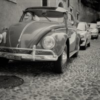 Жук :: Тимофей 