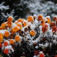 Первый снежок. :: Владимир Добровольский
