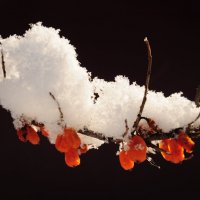 Облепиха позимнему. :: Владимир Добровольский