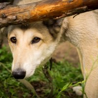 Взгляд карих глаз :: Лунное Озеро