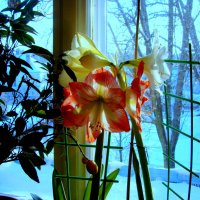 серия "АМАРИЛЛИСЫ МОРОЗНЫМ УТРОМ" (1) :: VLADIMIR STROJ 