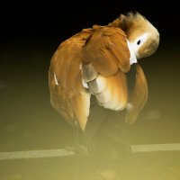 Чистим перышки :: Виктория Поплавская