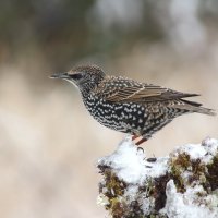 Маленько запоздал. :: Павел 