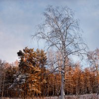 Одинокая берёзка. :: Дмитрий Макаров