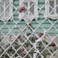 зимние розы :: Лидия Гордеева 