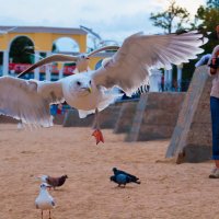 ... :: Владимир Хиль