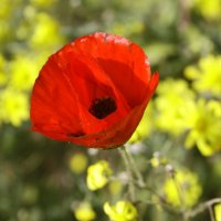 Скоро Весна :: Fiodor 