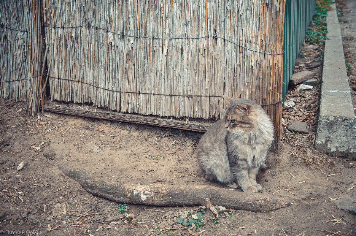 Кот - Евгений Фомин